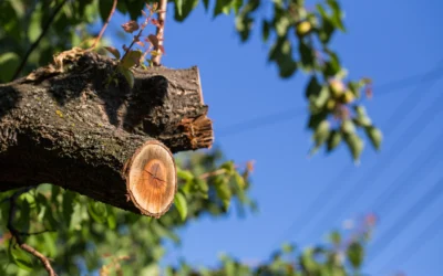 Top Reasons to Invest in Professional Tree Services for Your Central Minnesota Property