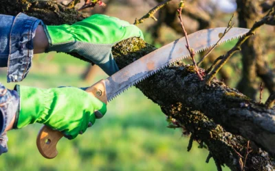 Seasonal Tree Care: Preparing Your Trees for a Central Minnesota Summer