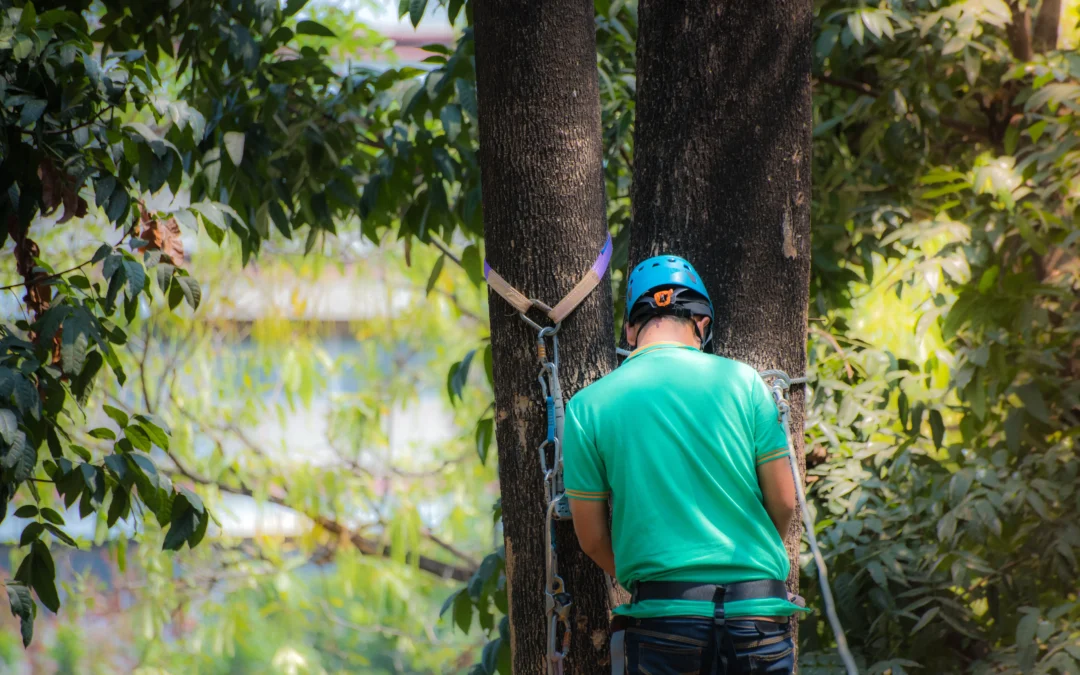 The Role of Certified Arborists in Tree Care