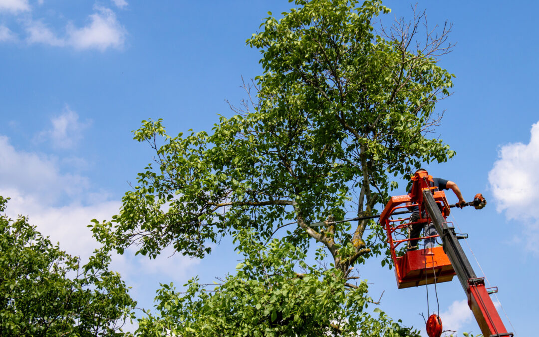 Sustainable Tree Care in Central Minnesota