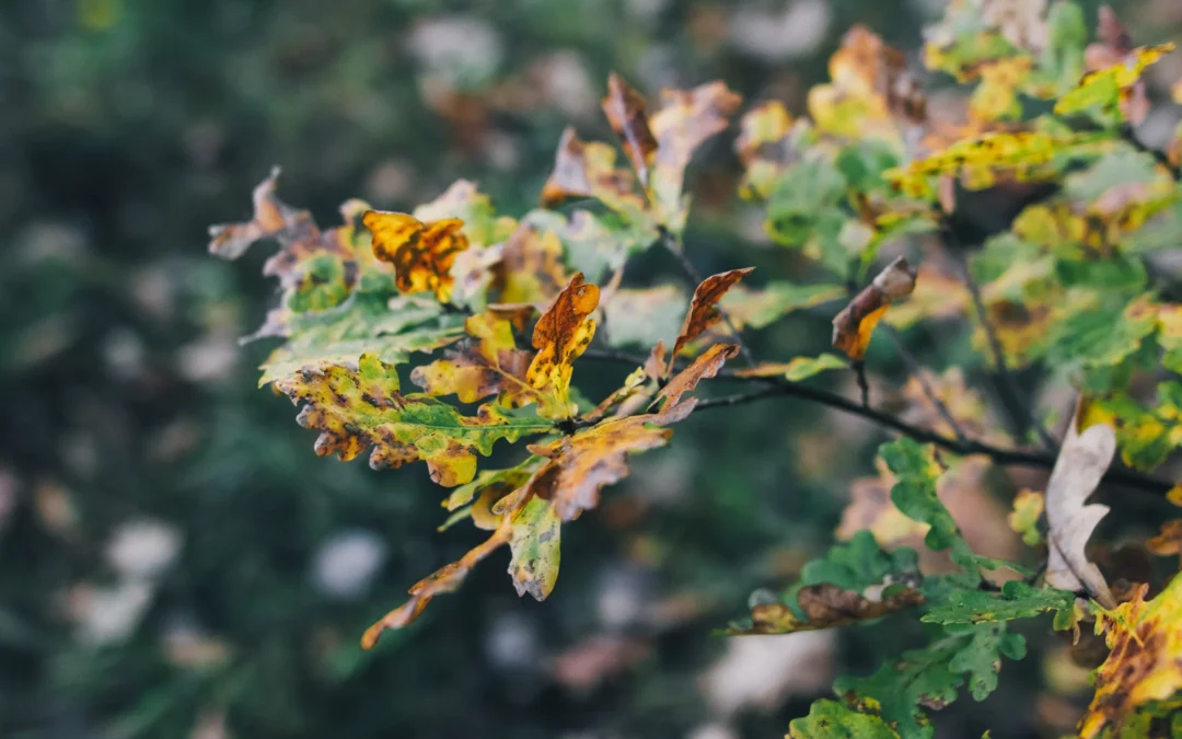 Identifying Tree Diseases Early: Signs Every Homeowner Should Watch For