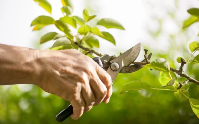 The Essential Guide to Tree Care and Maintenance for Central Minnesota Properties