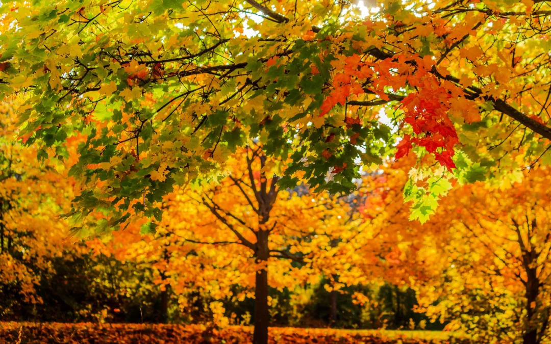 The Magic of Fall Colors: How Trees Bring Minnesota’s Landscape to Life