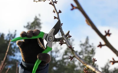 A Guide to Responsible Tree Pruning