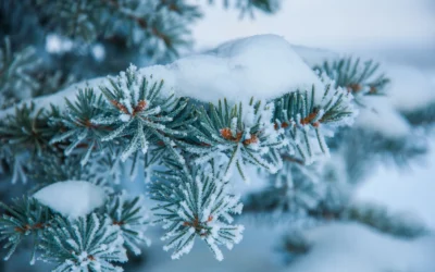 Winter Tree Care Essentials for a Healthy Central Minnesota Landscape
