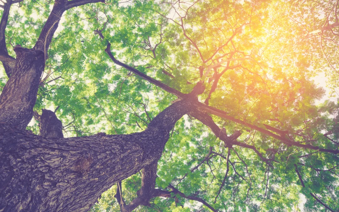 How Environmental Advantage Can Help Maintain Healthy Trees in Minnesota