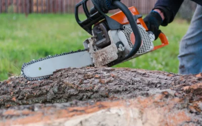 Understanding the Tree Removal Process for Your Central Minnesota Property