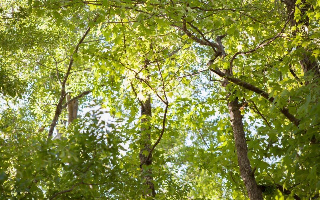 Summer Tree Care Tips for Central Minnesota