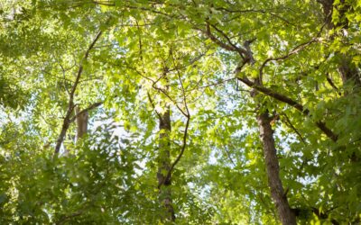 Summer Tree Care Tips for Central Minnesota