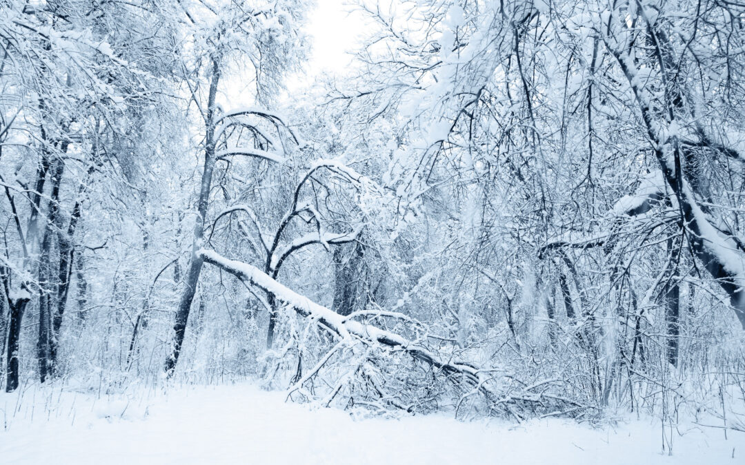 How to Identify and Manage Winter Tree Stress