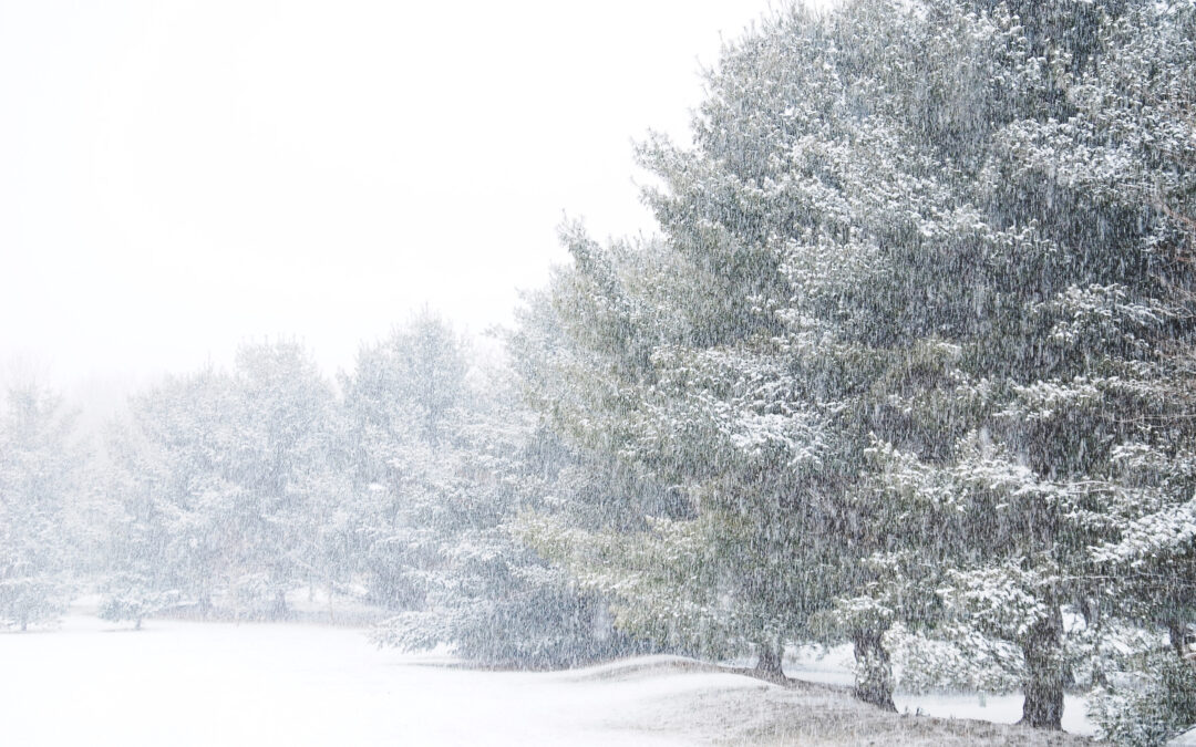 How to Protect Your Trees from Winter Storm Damage