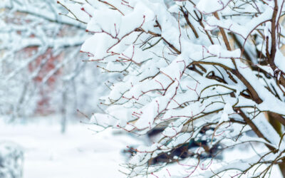 Spotting Tree Diseases in Winter: What to Look For and How to Help