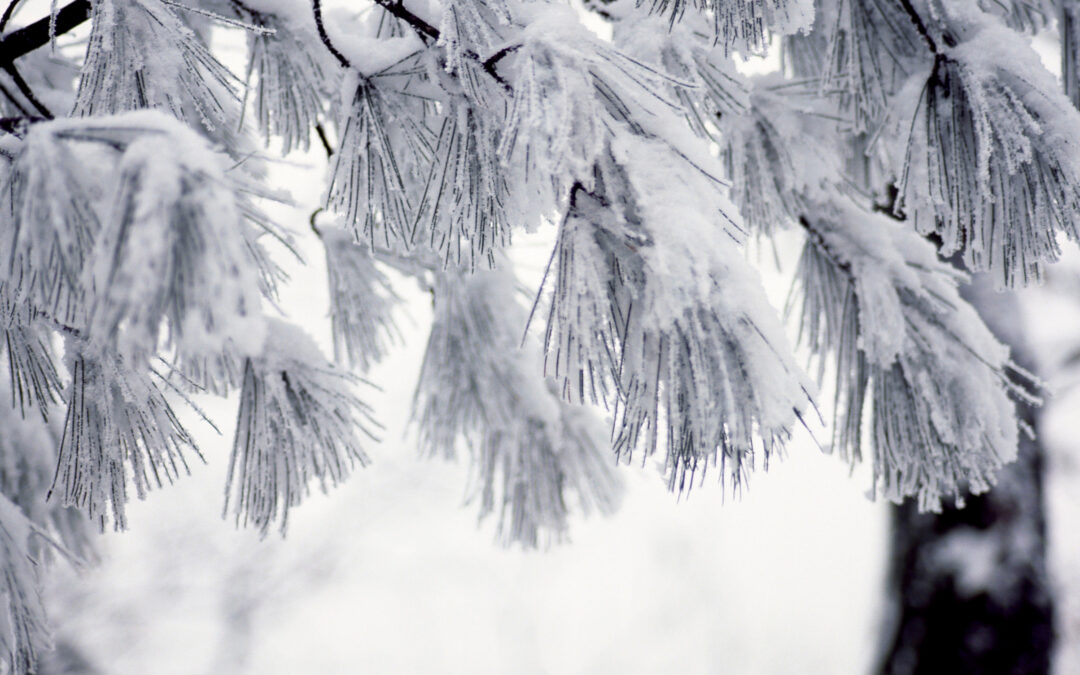 Why Tree Inspections Matter Before Heavy Snowfall