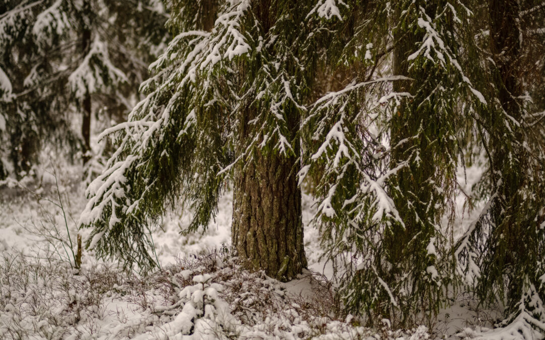 How to Protect Your Trees from Winter Wind Damage