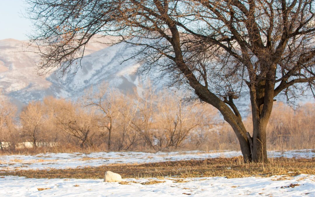 How to Protect Your Trees During Winter Thaws