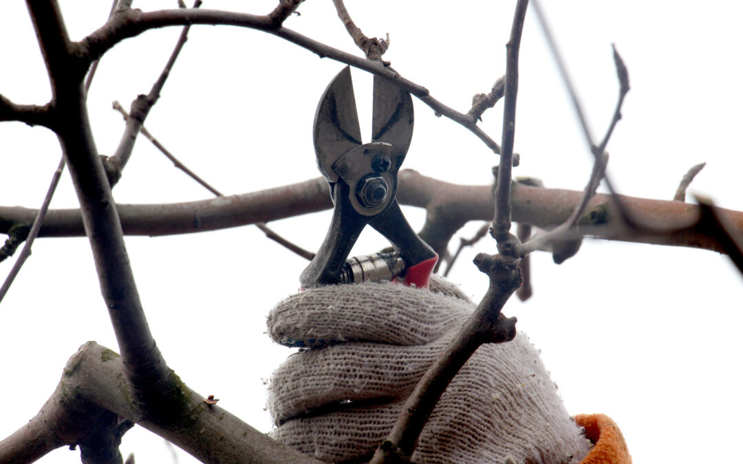 Why Late Winter is the Best Time to Prune Your Trees