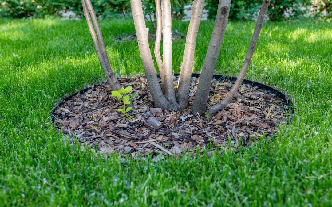 Why Mulching Your Trees This Spring Is Totally Worth It