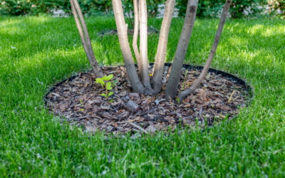 Why Mulching Your Trees This Spring Is Totally Worth It