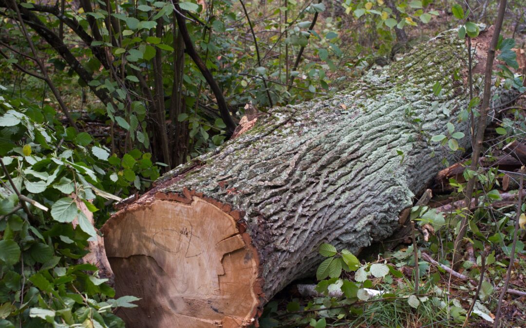 Tree Removal: When and Why It’s Necessary