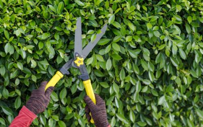 The Importance of Regular Tree Pruning for Property Health