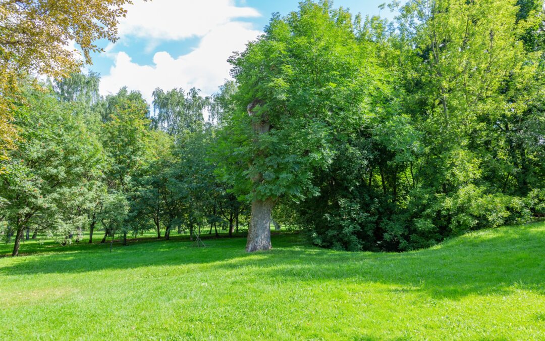 The Impact of Trees on Property Value and Why They Matter