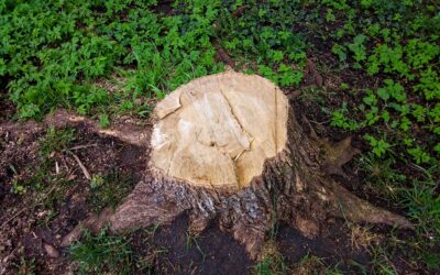 Why Tree Stump Removal is Essential for a Healthy Landscape