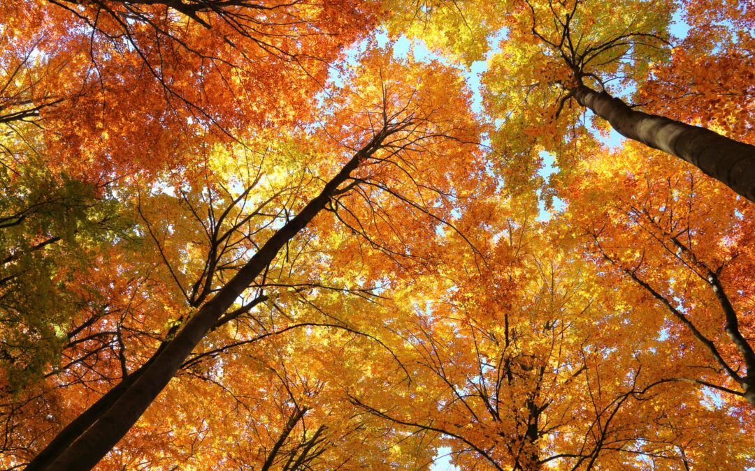 Essential Fall Tree Care Tips for a Healthy Landscape