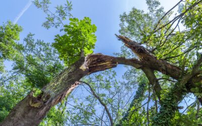 5 Signs It’s Time to Remove a Tree from Your Property