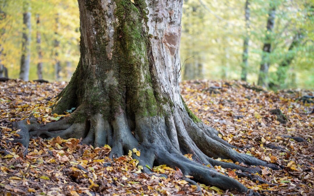 Understanding Tree Root Health: How to Keep Your Trees Strong and Resilient