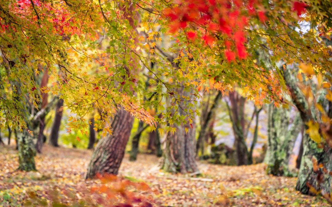 How Fall Weather Affects Your Trees and How to Support Them