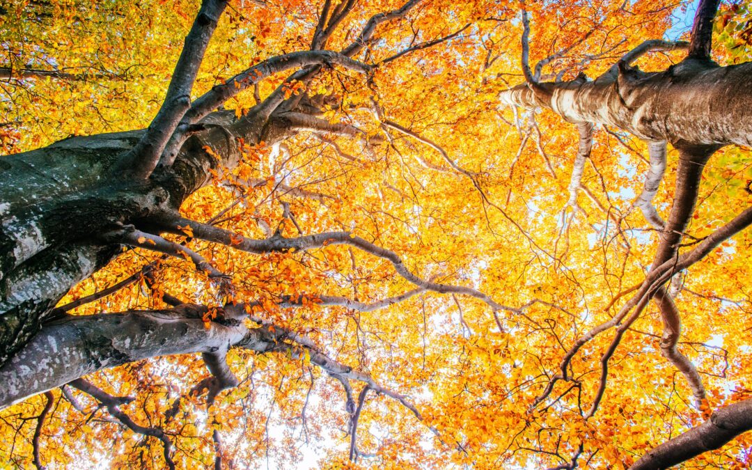 How Trees Enhance Fall Landscaping: Boosting Beauty and Vitality