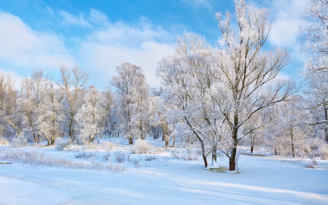 Preparing Your Trees for Winter: Tips for Cold Weather Protection