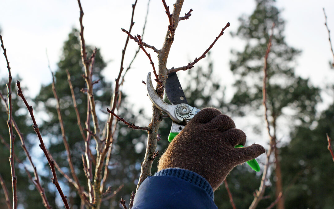 Why Winter is the Best Time for Tree Pruning