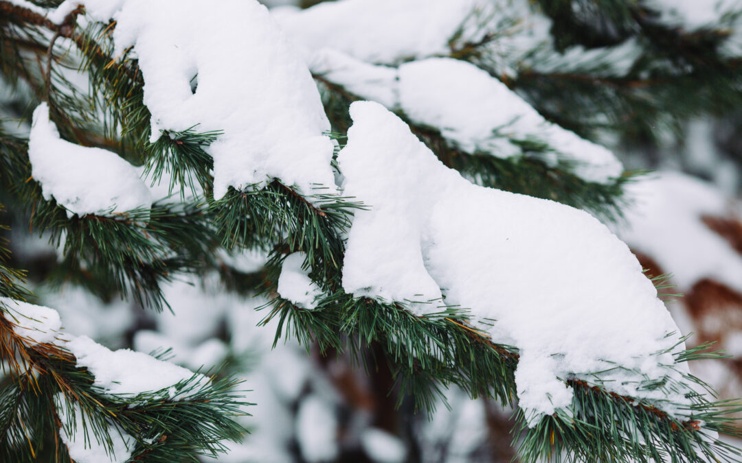 How to Protect Your Trees from Heavy Snow and Ice This Winter