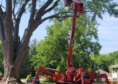 Tree Trimming with Environmental Advantage