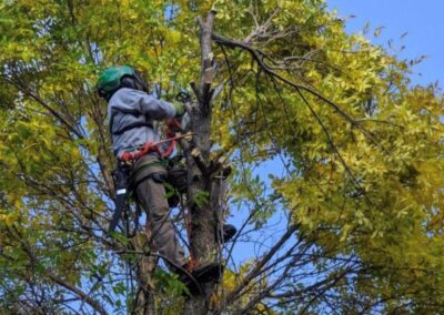 Climbing tree to prune with Environmental Advantage