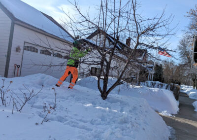 Tree pruning in the winter environmental advantage