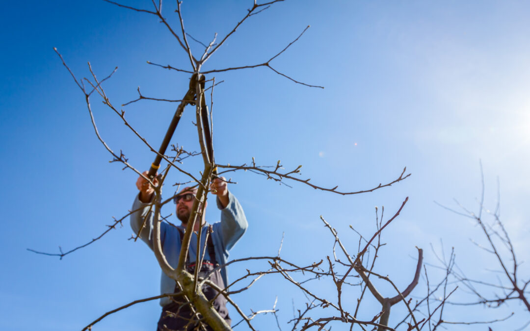 Art of Tree Pruning