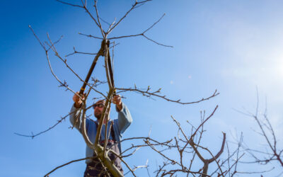 Art of Tree Pruning
